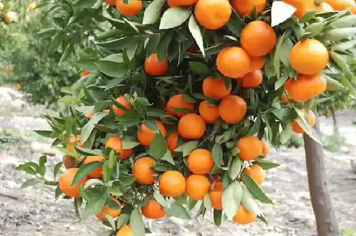 میوه ندادن درخت نارنج