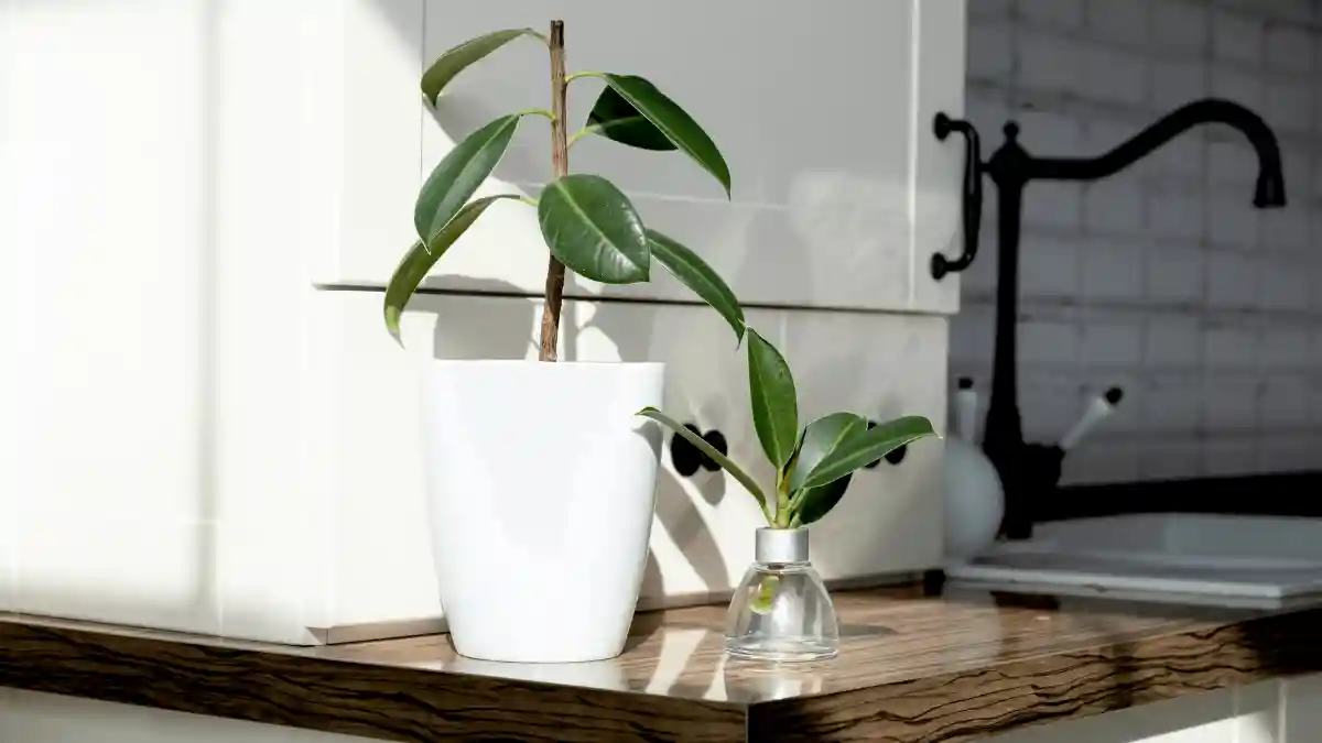 شیر برای گل فیکوس چه فایدهای دارد؟ - مزایا استفاده از شیر برای فیکوس - نمای 2