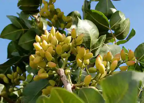 نیاز سرمایی چیست