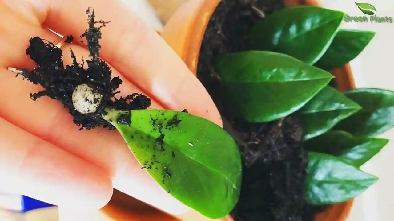 برای زاموفیلیا چه کودی مناسب است؟ - کود آهن برای زاموفیلیا