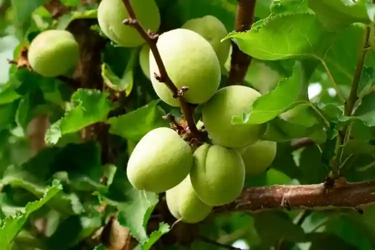 جلوگیری از سرمازدگی درخت زردالو - چگونه از سرمازدگی درخت زردآلو و خسارات ناشی از آن جلوگیری کنیم؟