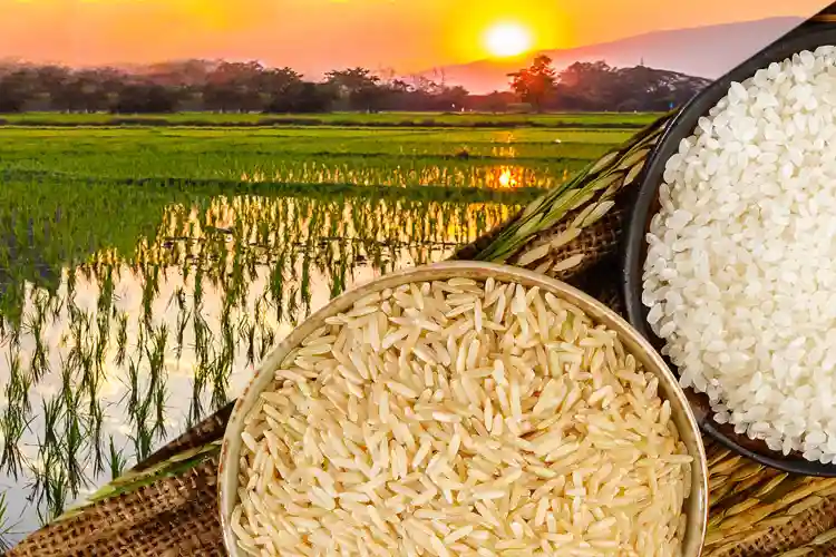 مهم‌ترین مراحل کود دهی برنج