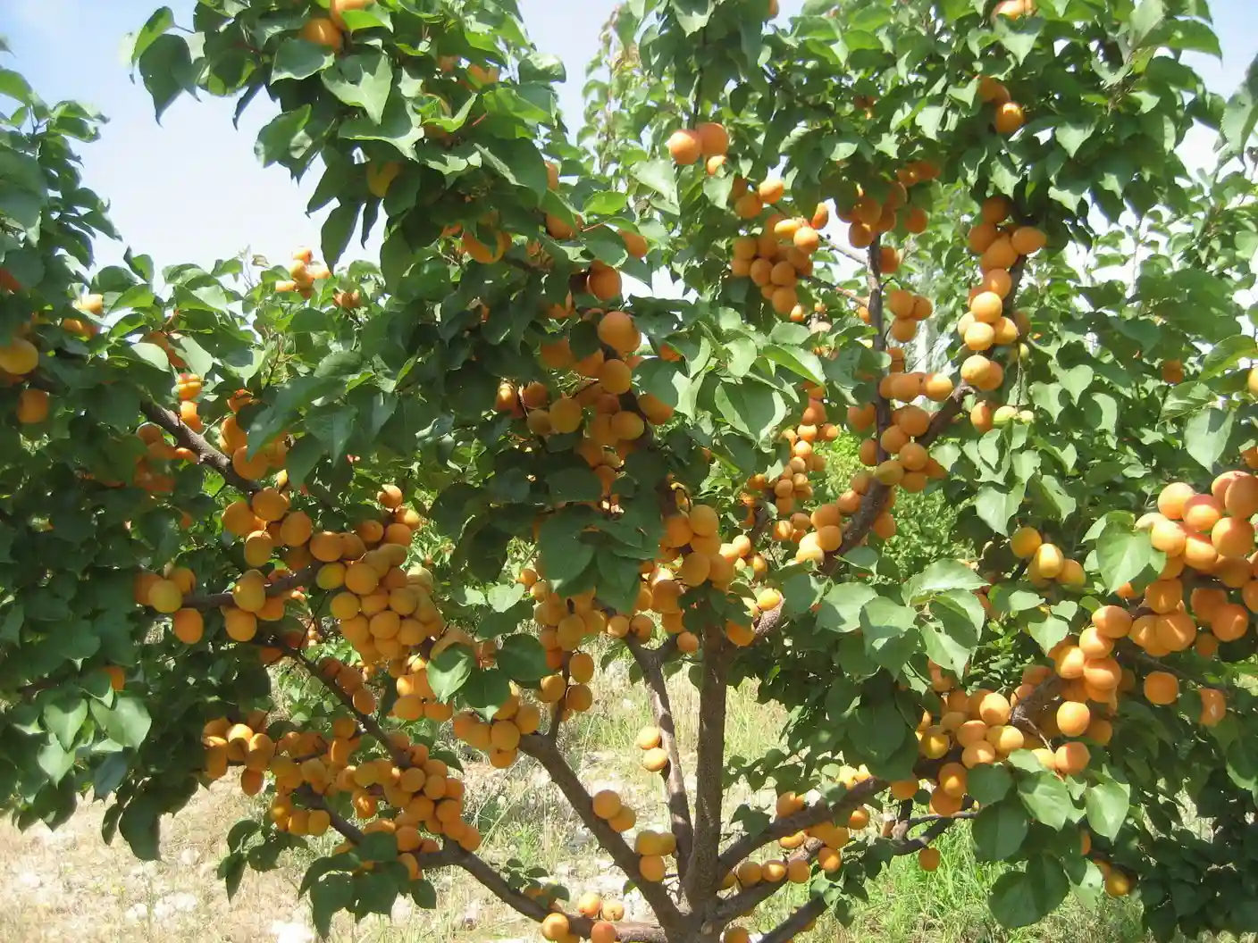 جلوگیری از سرمازدگی درخت زردالو - تصویر توضیحات 1