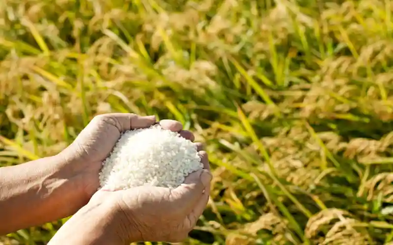تأثیر کود در کیفیت برنج