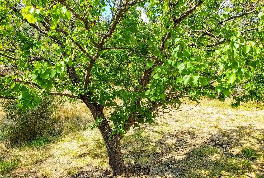 جلوگیری از سرمازدگی درخت زردالو - تلفیق پوشش سایبان و گرم‌کردن باغ