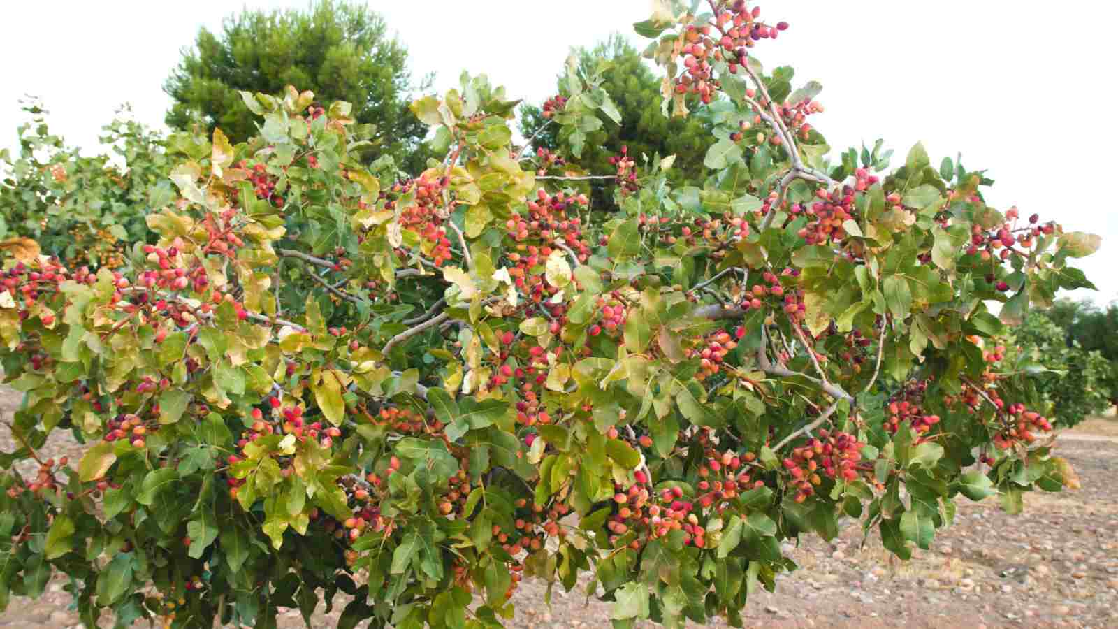 پسته و خسارت سرمازدگی بهاره