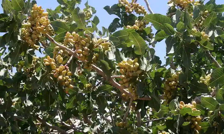 سرمازدگی درخت پسته