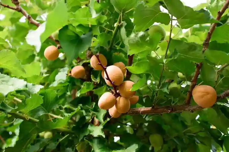 جلوگیری از سرمازدگی درخت زردالو - تلفیق پوشش سایبان و گرم‌کردن باغ - نمای 2