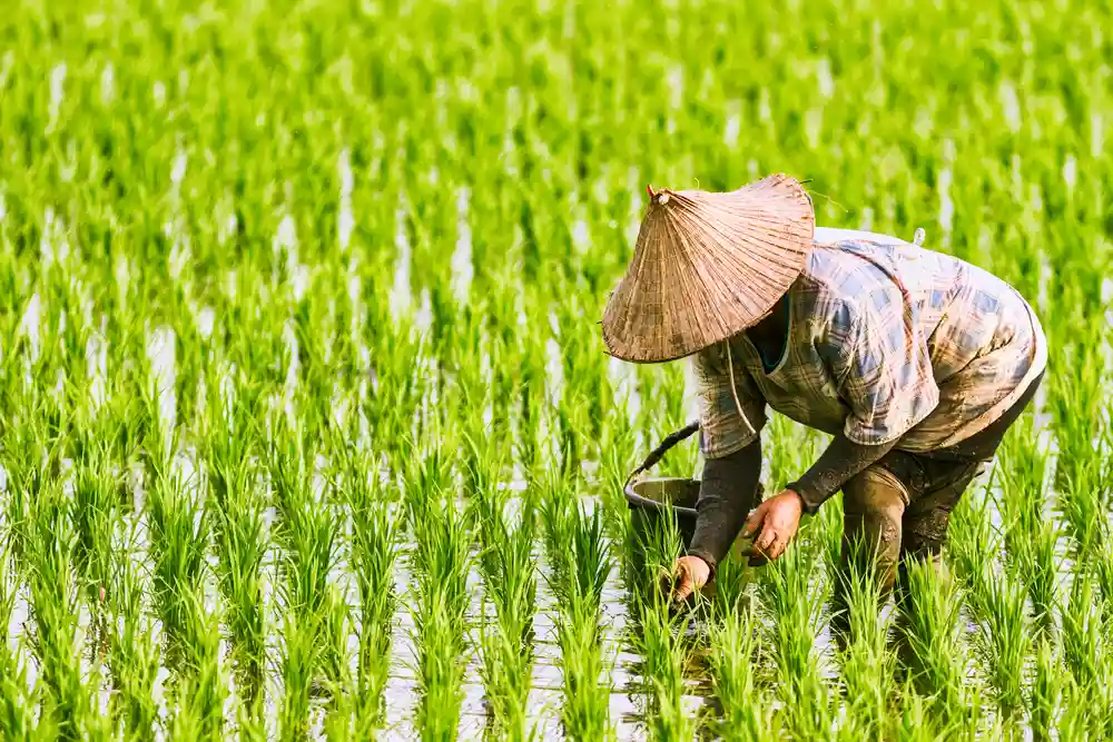 بهترین کود برای برنج چیست