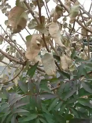 سوزاندن بقایای پسته