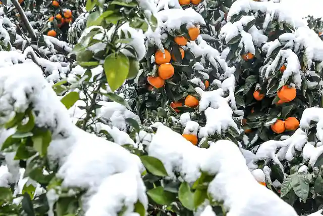 مقاومت به سرما چیست و چگونه رخ می‌دهد