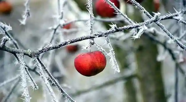 محافظت از درختان در مقابل سرمازدگی