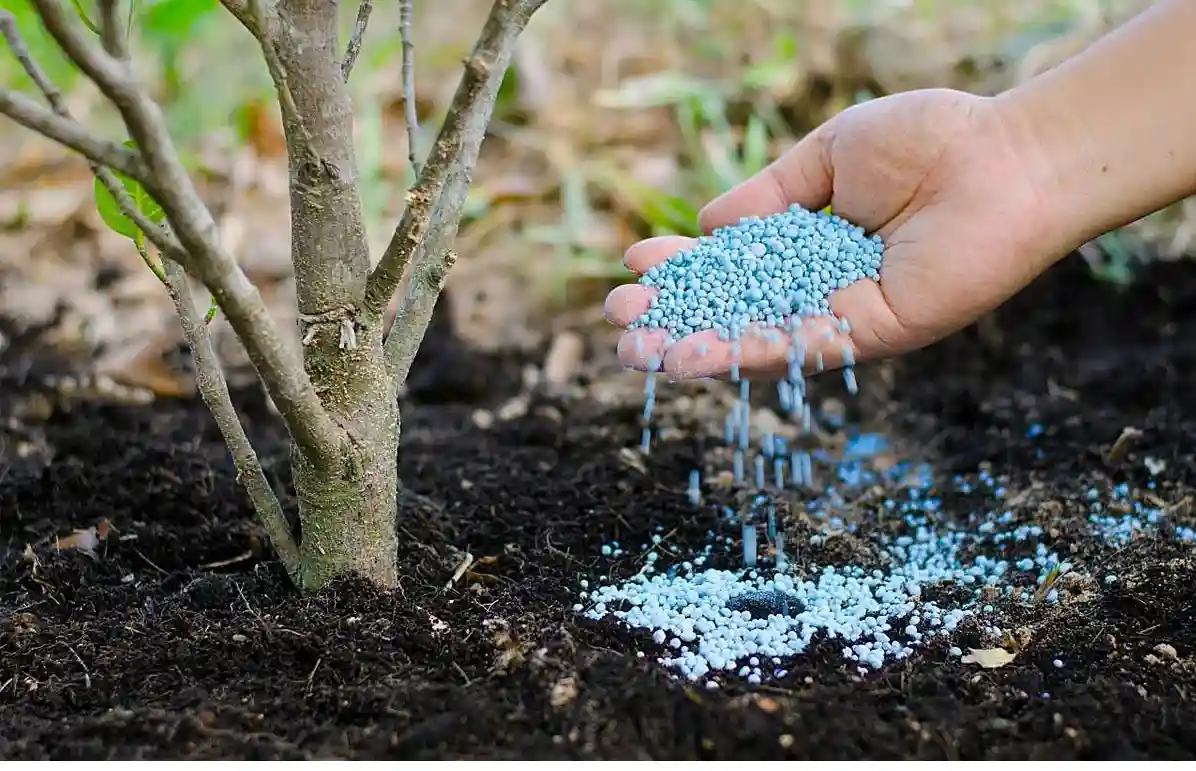 بهترین کود برای درخت خرمالو