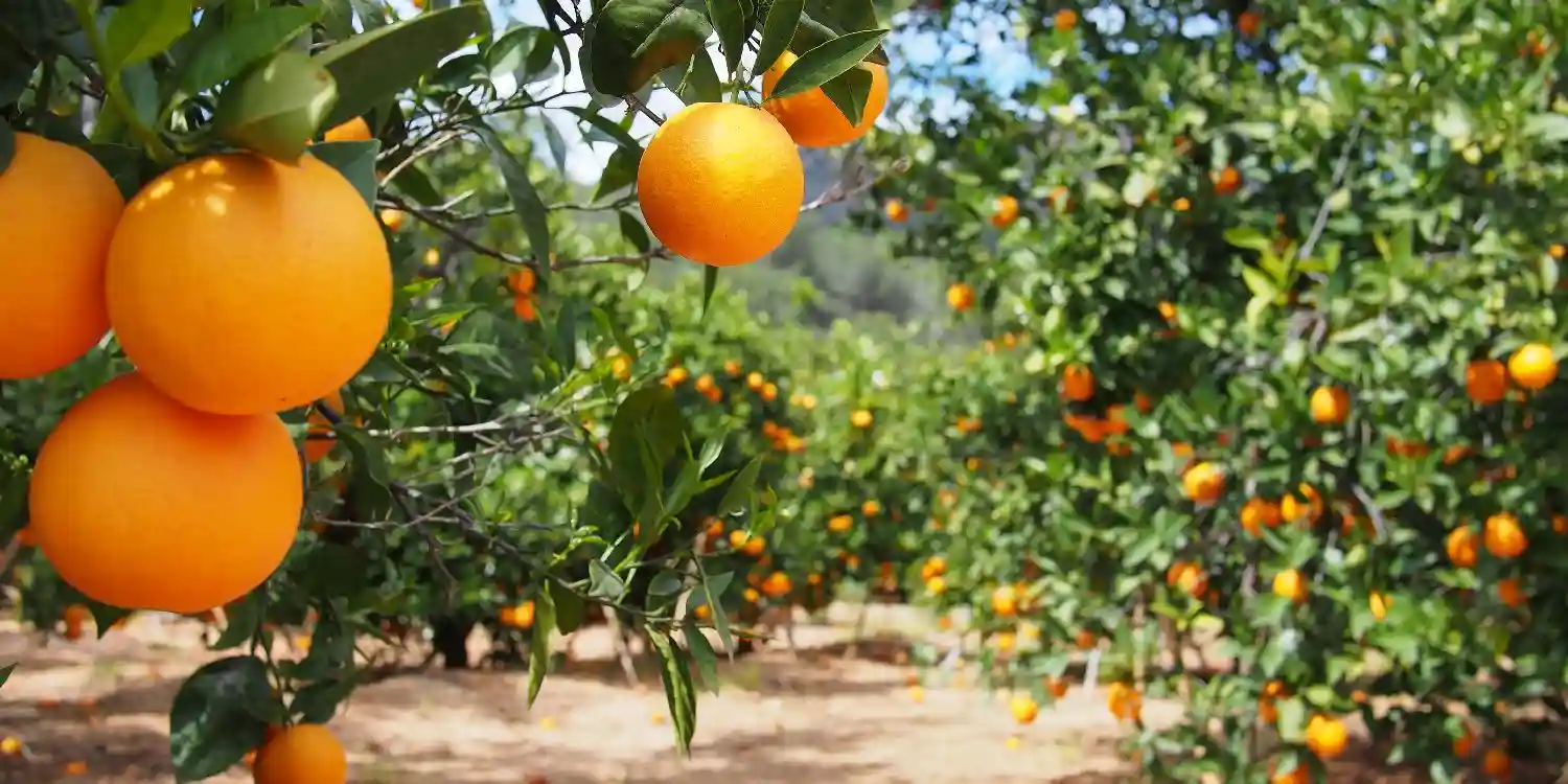بهترین کود برای درخت نارنج