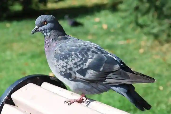 نحوه استفاده از کود کبوتر برای درخت