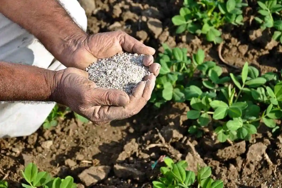 کود دی آمونیوم فسفات چیست