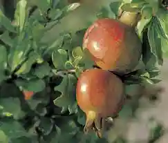 باور قدیمی استفاده از نمک به‌عنوان کود برای درخت انار
