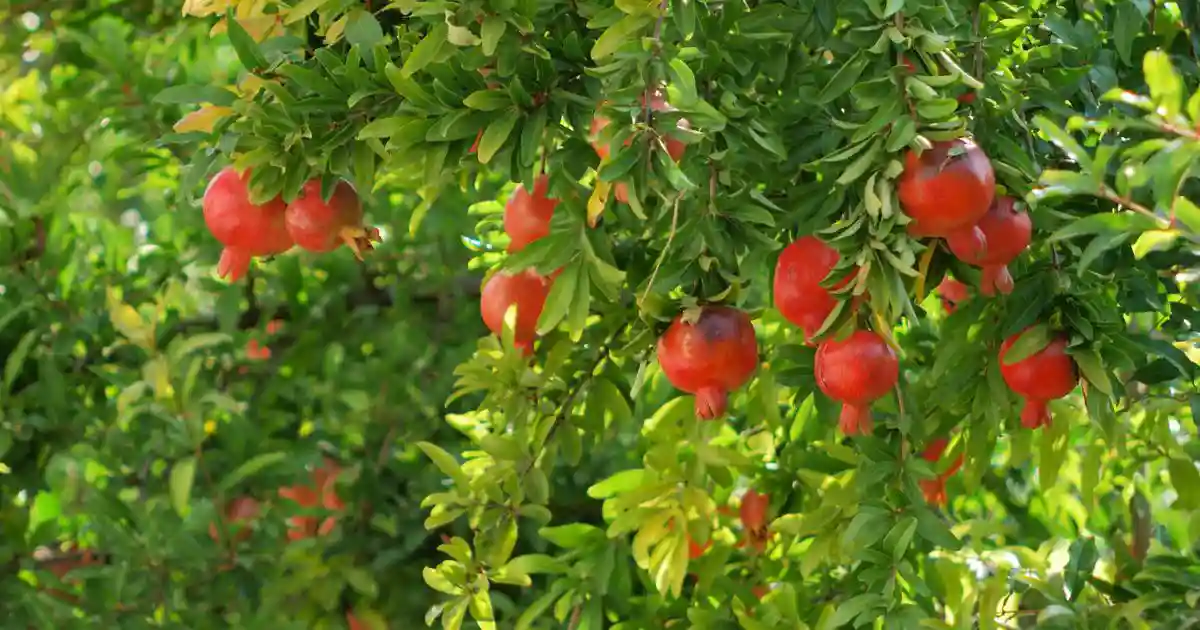تأثیر نمک بر درخت انار