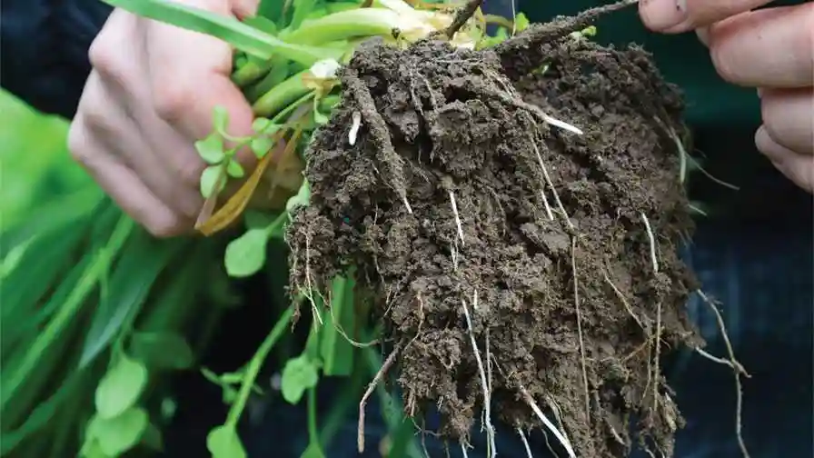 معایب کود معدنی