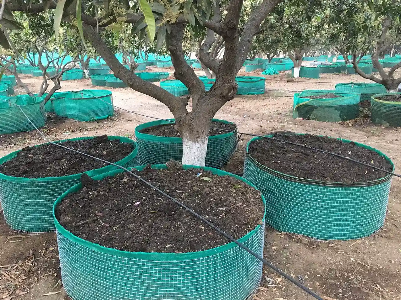 نحوه استفاده ورمی کمپوست برای درختان و گیاهان