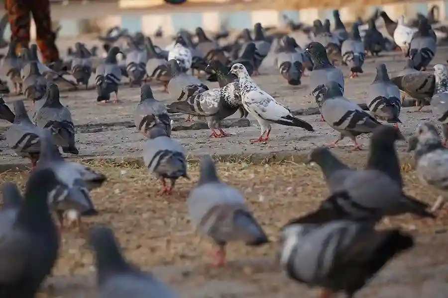 فواید کود کبوتر