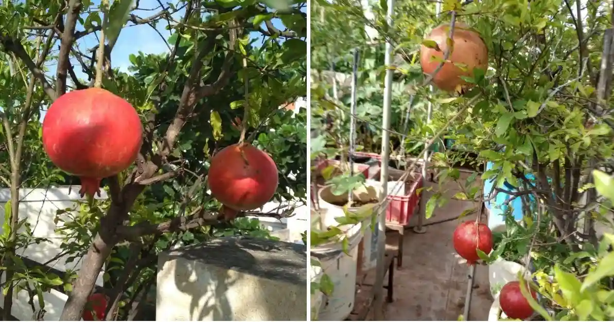 آیا تنش نمکی همان شوری خاک است؟