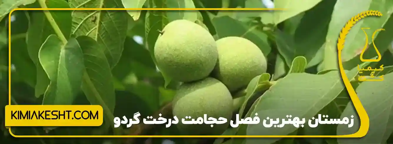 حجامت درخت گردو - بهترین فصل حجامت درخت گردو، چه فصلی است؟