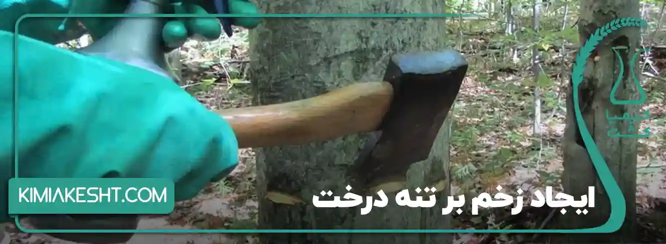 حجامت درخت گردو - چگونه می‌توانیم با استفاده از تبر، درختان گردو را حجامت کنیم؟