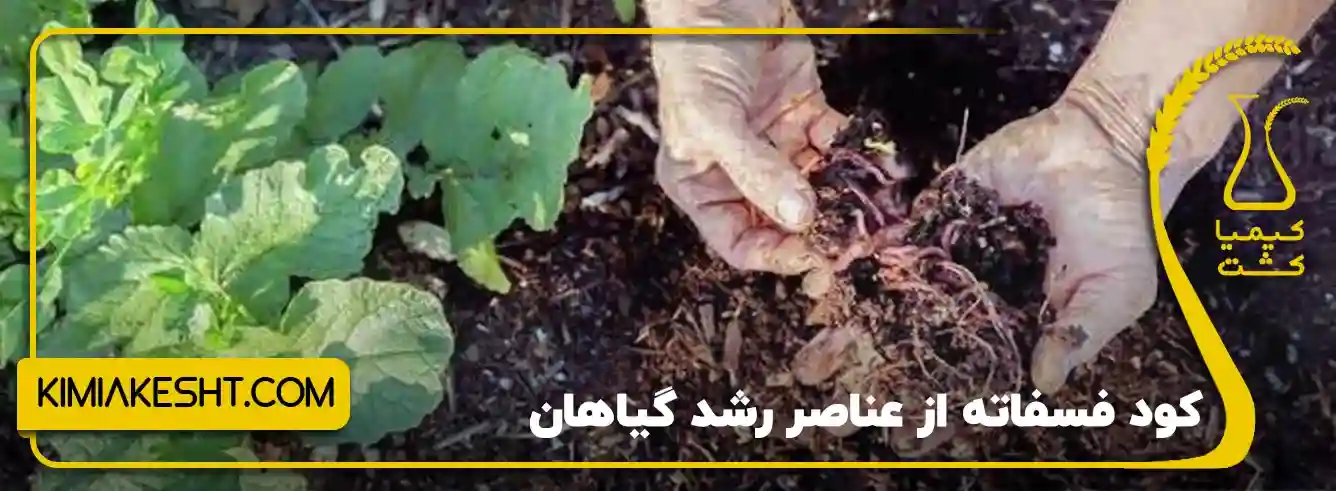 فواید کود سیاه