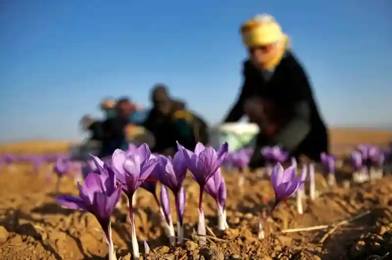 جدول برنامه غذایی زعفران