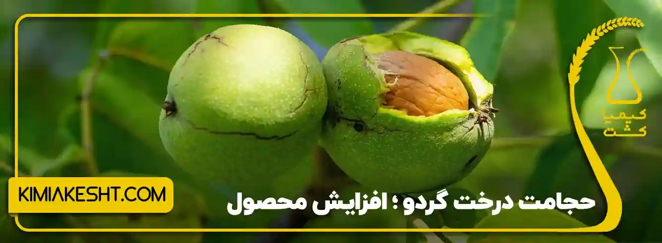حجامت درخت گردو - 4 تأثیر حجامت بر درختان گردوی بالغ
