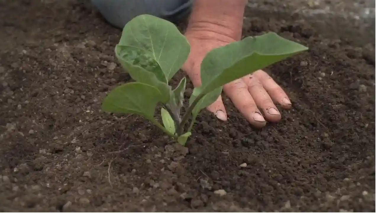 بذر بادمجان گلخانه ای