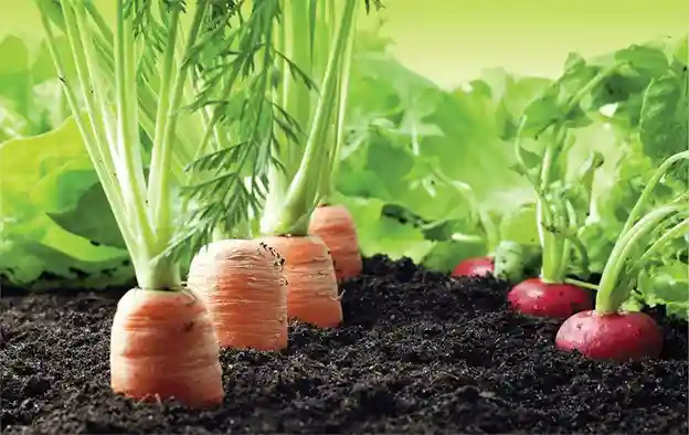 مزایای استفاده از کود مایع