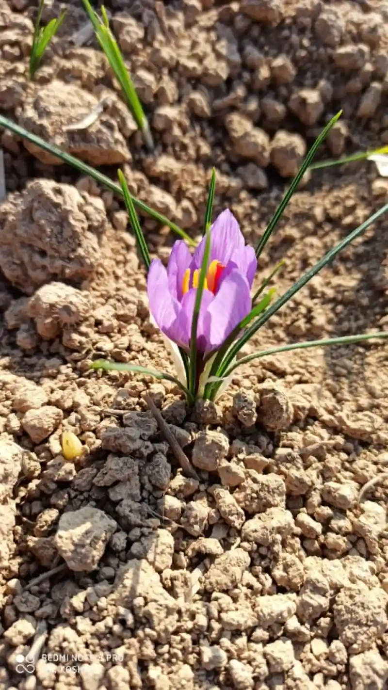 همراه آبیاری اول در جدول برنامه غذایی زعفران