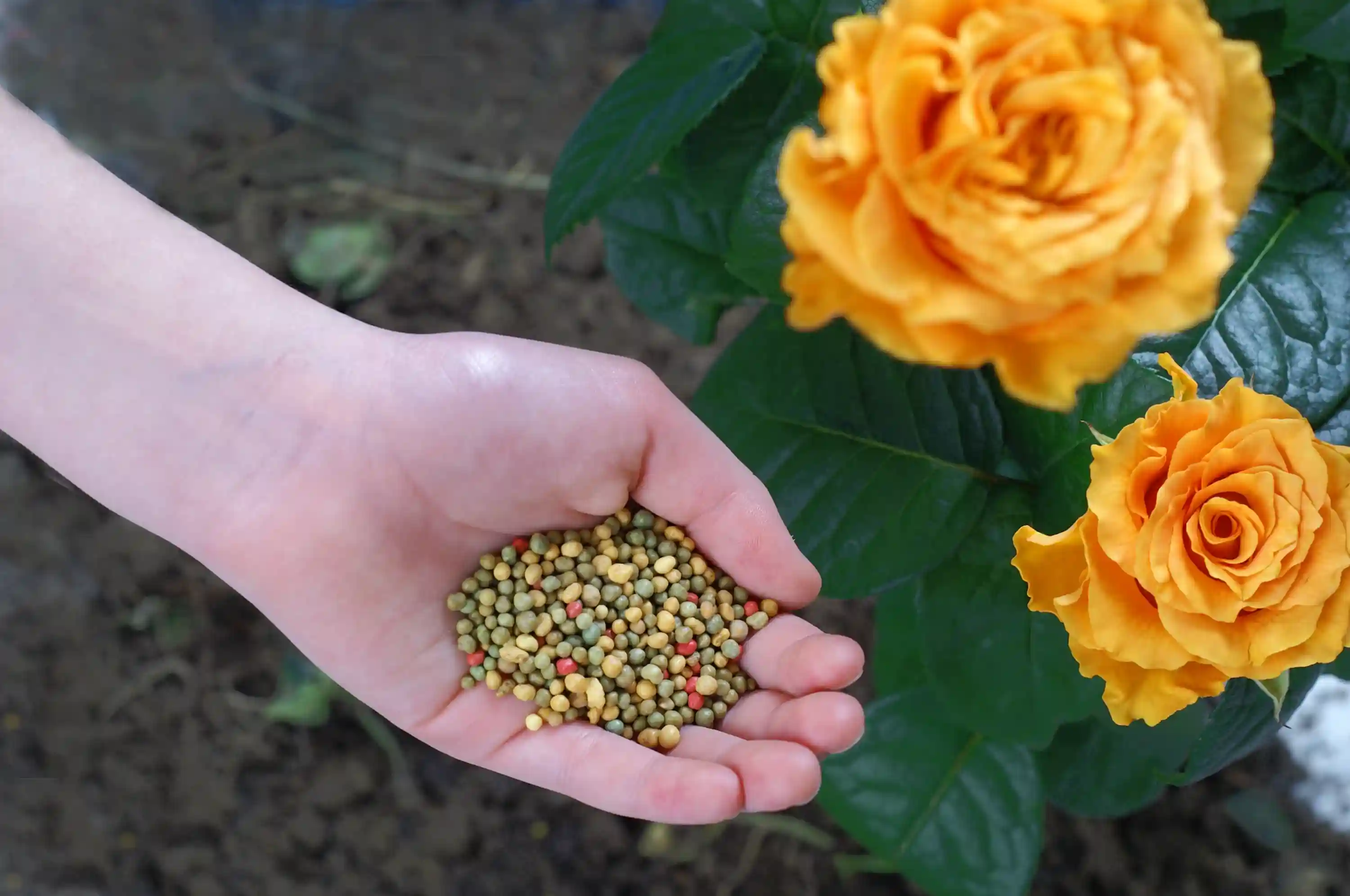 بهترین کود برای گل رز رونده