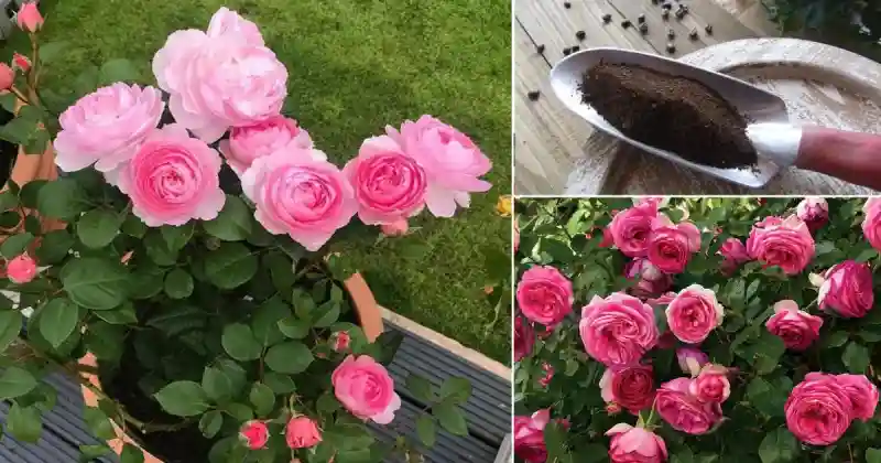بهترین کود برای گل رز