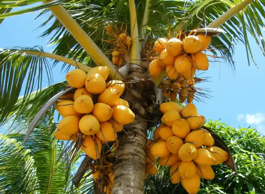 کود برای درشت شدن خرما
