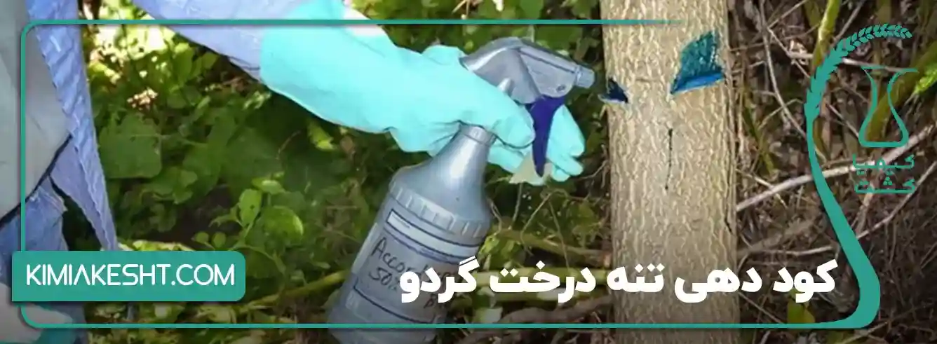 حجامت درخت گردو - چگونه می‌توانیم با استفاده از تبر، درختان گردو را حجامت کنیم؟ - نمای 2