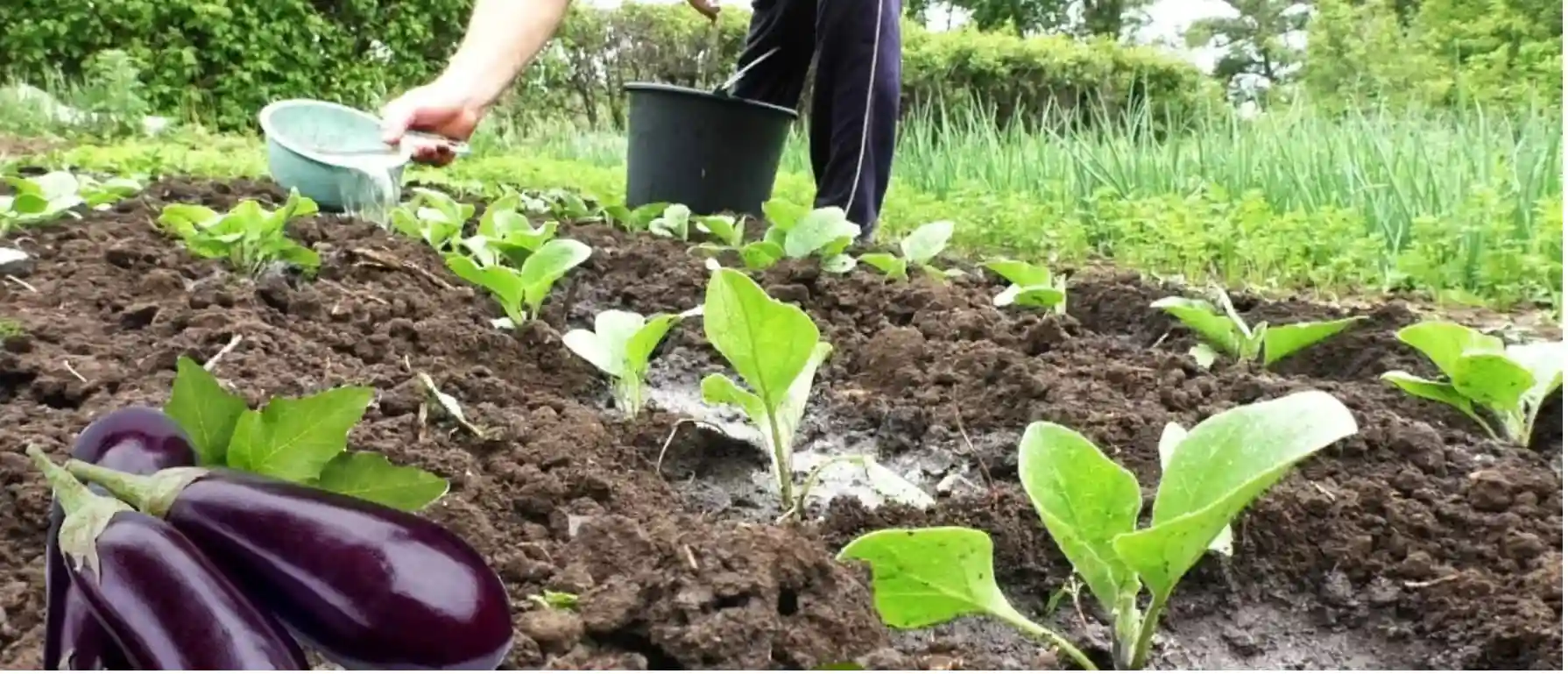 خصوصیات بهترین بذر بادمجان گلخانه ای
