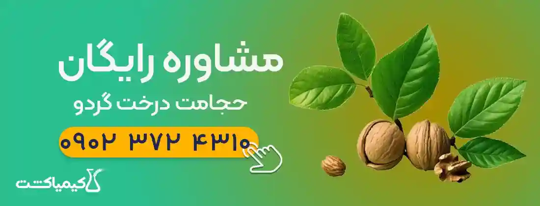 حجامت درخت گردو - مشاوره رایگان زمان و نحوه حجامت درخت گردو