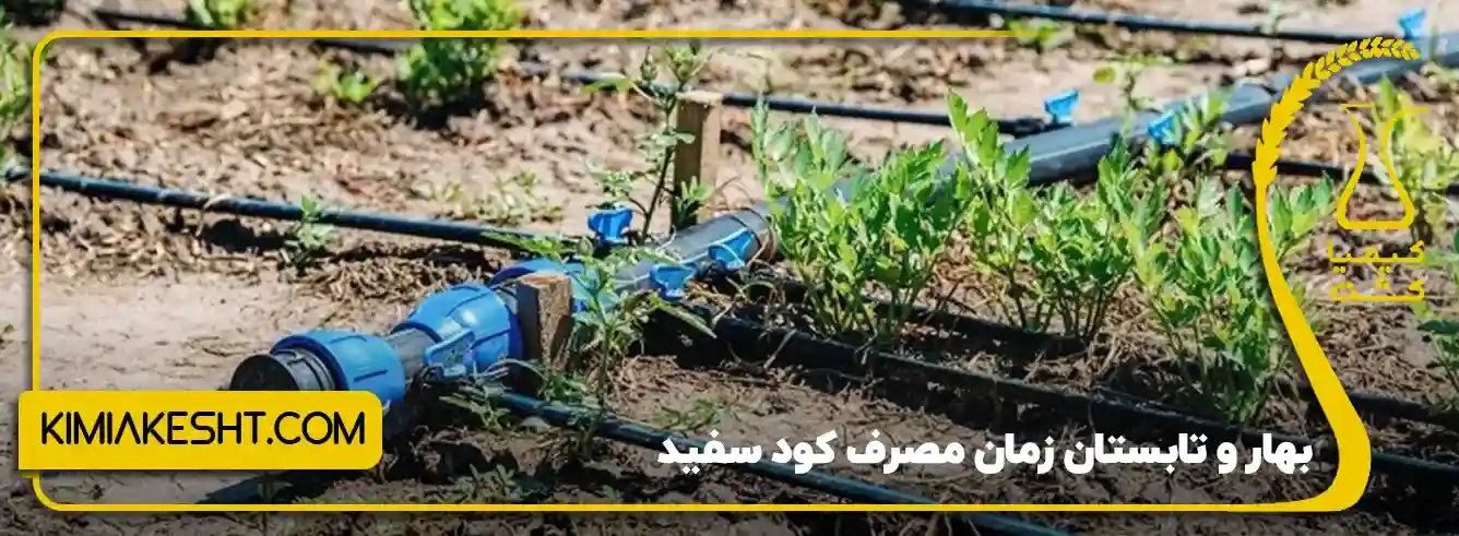 زمان و نحوه مصرف کود سفید