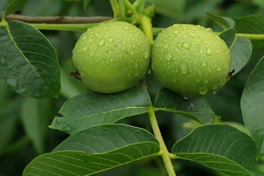 کود آهن مخصوص درخت گردو