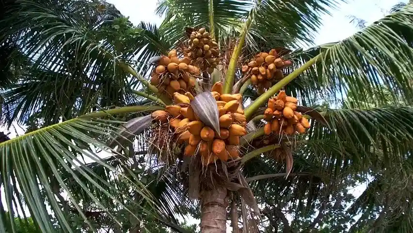 زمان کوددهی درخت خرما
