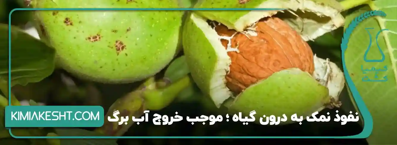 سوختگی برگ‌های درخت گردو با نمک