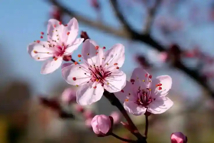 تامین نیاز سرمایی درختان
