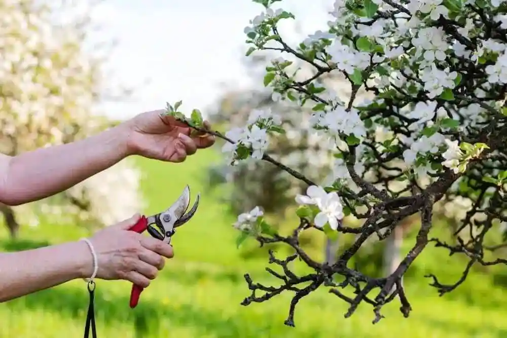پنج اصل اساسی در مورد زمان و نحوه ی هرس درختان - 5 اصل هرس کردن درختان - نمای 2