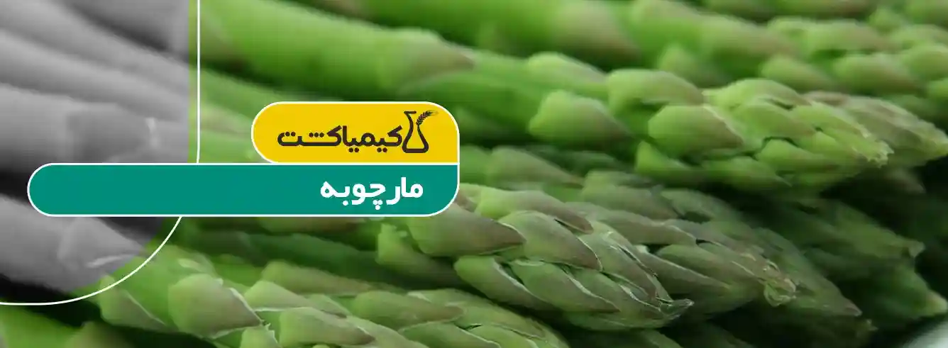 بذر مارچوبه عنبري 5 گرمي - تصویر توضیحات 1