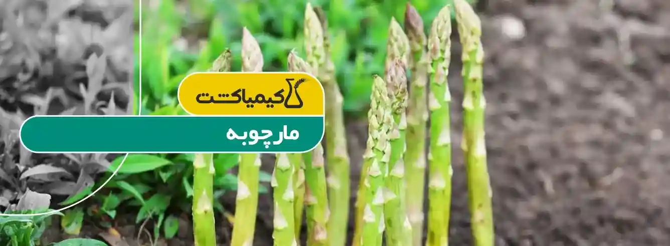 بذر مارچوبه عنبري 5 گرمي - معرفی محصول