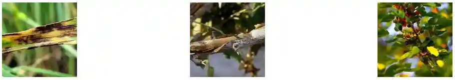 سم قارچ کش رورال تي اس وارداتي سميران نيم کيلويي - مهمترین موارد کاربرد سم قارچ کش رورال تی اس وارداتی سمیران