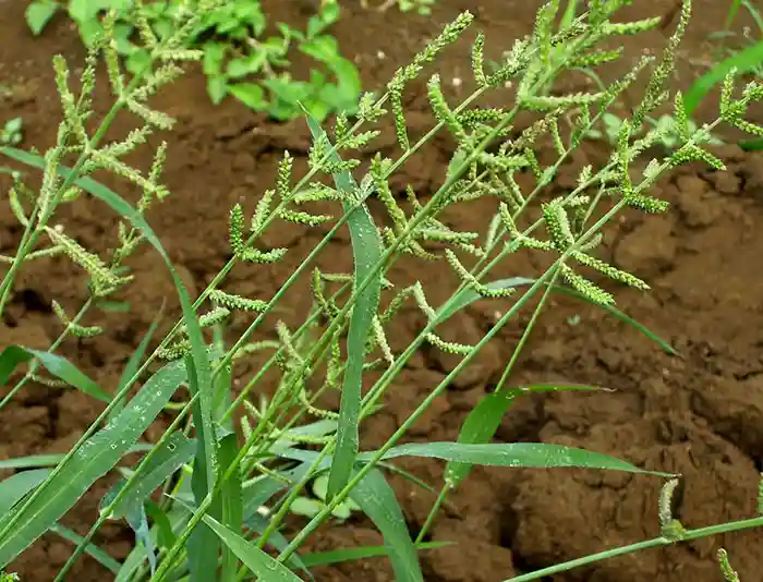علف کش فوزيليد فورته سينجنتا 1 ليتري - مزایای استفاده از علف کش فوزیلید فورته